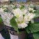 Primrose Star Fever 1 L