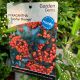 Pyracantha Saphyr Orange