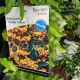 Pyracantha Saphyr Yellow