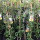 Clematis Queen Mother