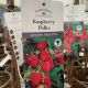 Raspberry Polka Variety