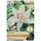 Muscadet Lily Bulb Set