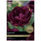 Showcase Tulip Bulb Set - Taylors Bulbs