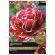 Taylors Bulb - Dream Touch Tulip
