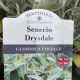 Senecio Brachyglottis Drysdale