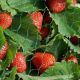 Smart Garden Netting