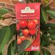 Cherry (Prunus) Stardust Coveu 11.5 L