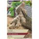 Taylors Bulbs - Ginger (Zingiber Officinale)