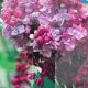 Syringa Michael Buchner