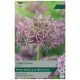 Christophii Allium Bulb Set - Taylors Bulbs
