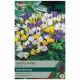 Mixed Crocus Species Bulb Set - Taylors Bulbs