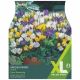 60 Mixed Species Crocus - Taylors Bulbs