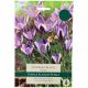 Spring Beauty Crocus - Taylors Bulbs