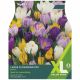 Taylors Bulbs - Large Flowering Mixed Crocus (XL Value Pack)