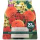Fire Collection Dahlia Bulb Set