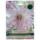 Moms Special Dahlia Bulb Set
