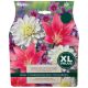 Pastel Collection Dahlia - Taylors Bulbs