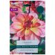 Rawhide Dahlia - Taylors Bulbs
