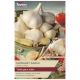 Taylors Bulbs - Elephant Garlic 