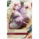 Taylors Bulbs - Edenrose - Garlic