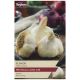 Taylors Bulbs - Flavor - Garlic