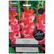 Vabene Gladioli - Taylors Bulbs
