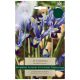 Carolina Iris Reticulata - Taylors Bulbs Set