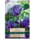 Fabiola Iris Reticulata - Taylors Bulbs Set