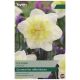 Ice King Narcissus Bulb Set - Taylors Bulbs