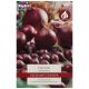 Taylors Bulbs - Electric - Onion Sets