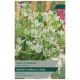 White Trophy Ornithogalum Bulb Set - Taylors Bulbs
