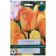 Daydream Tulip - Taylors Bulbs