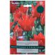 Double Red Riding Hood Tulip Bulb Set - Taylors Bulbs