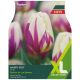 Taylors Bulbs - Tulips Happy Feet