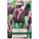 Jackpot Tulip - Taylors Bulbs