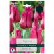 Passionale Tulip Bulb Set - Taylors Bulbs
