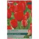 Red Impression Tulip Bulb Set - Taylors Bulbs
