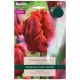 Shining Parrot Tulip - Taylors Bulbs
