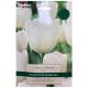 White Dream Tulips Bulb Set - Taylors Bulbs