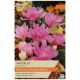 Waterlily Cochicum Bulb Set - Taylors Bulbs