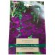 Mombasa Gladioli Bulb Set
