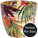 Monza Tropical Fuschia (Pot Size Options)