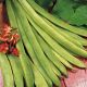 Runner Bean Scarlet Emporer