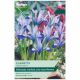 Clairette Iris Reticulata - Taylors Bulbs Set