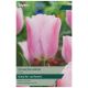 Taylors Bulbs - Synaeda Amor - Tulip