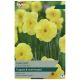 Sun Disc Narcissus Bulb Set - Taylors Bulbs