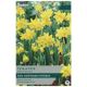  Tètè À Tètè Species Narcissus - Taylors Bulbs