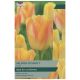 Salmon Dynasty Tulip - Taylors Bulbs