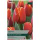 Taylors Bulbs - Verandi - Tulip