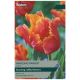 Amazing Parrot Tulip - Taylors Bulbs